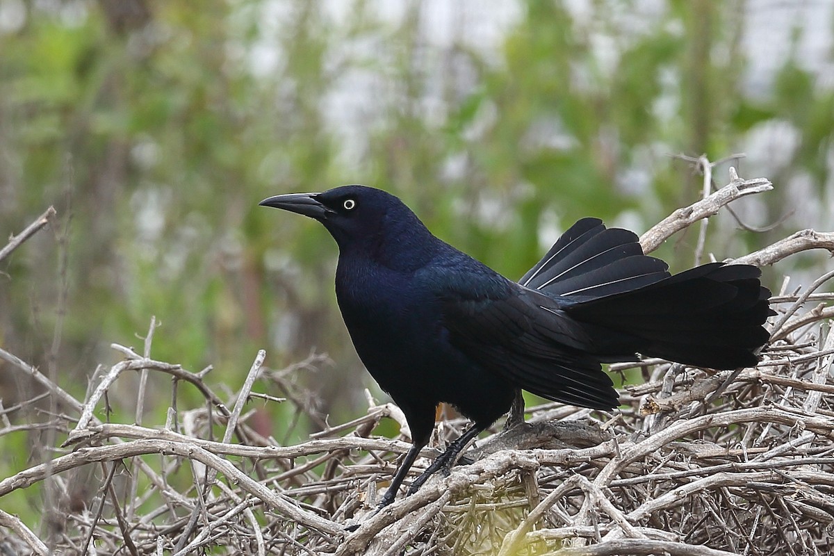 Great-tailed Grackle - ML617852497