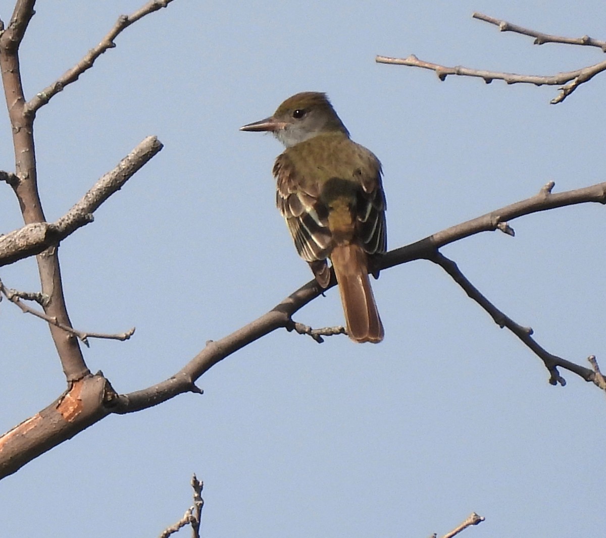 Great Crested Flycatcher - Suzanne Odum