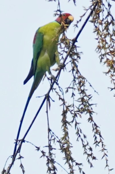 Plum-headed Parakeet - John Daniel