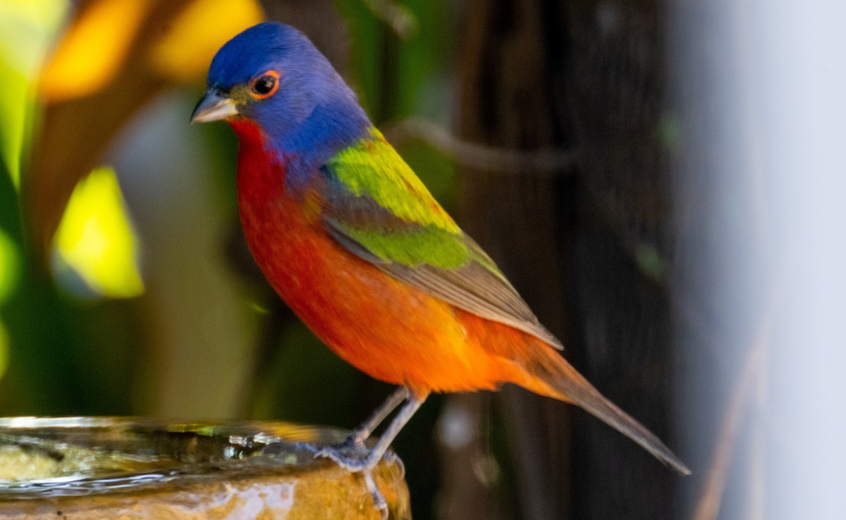 Painted Bunting - ML617852564