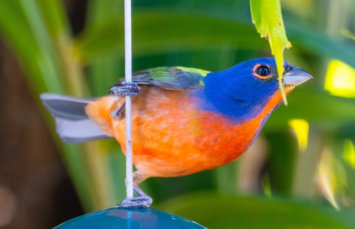 Painted Bunting - ML617852572