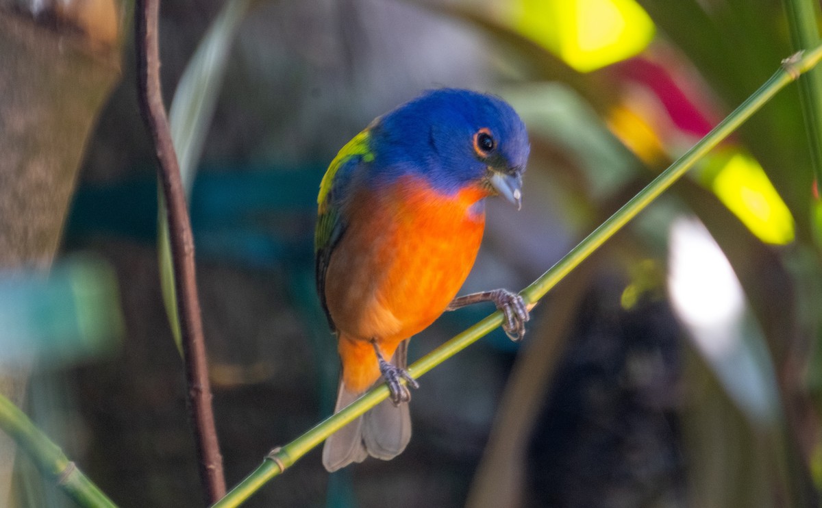 Painted Bunting - ML617852580