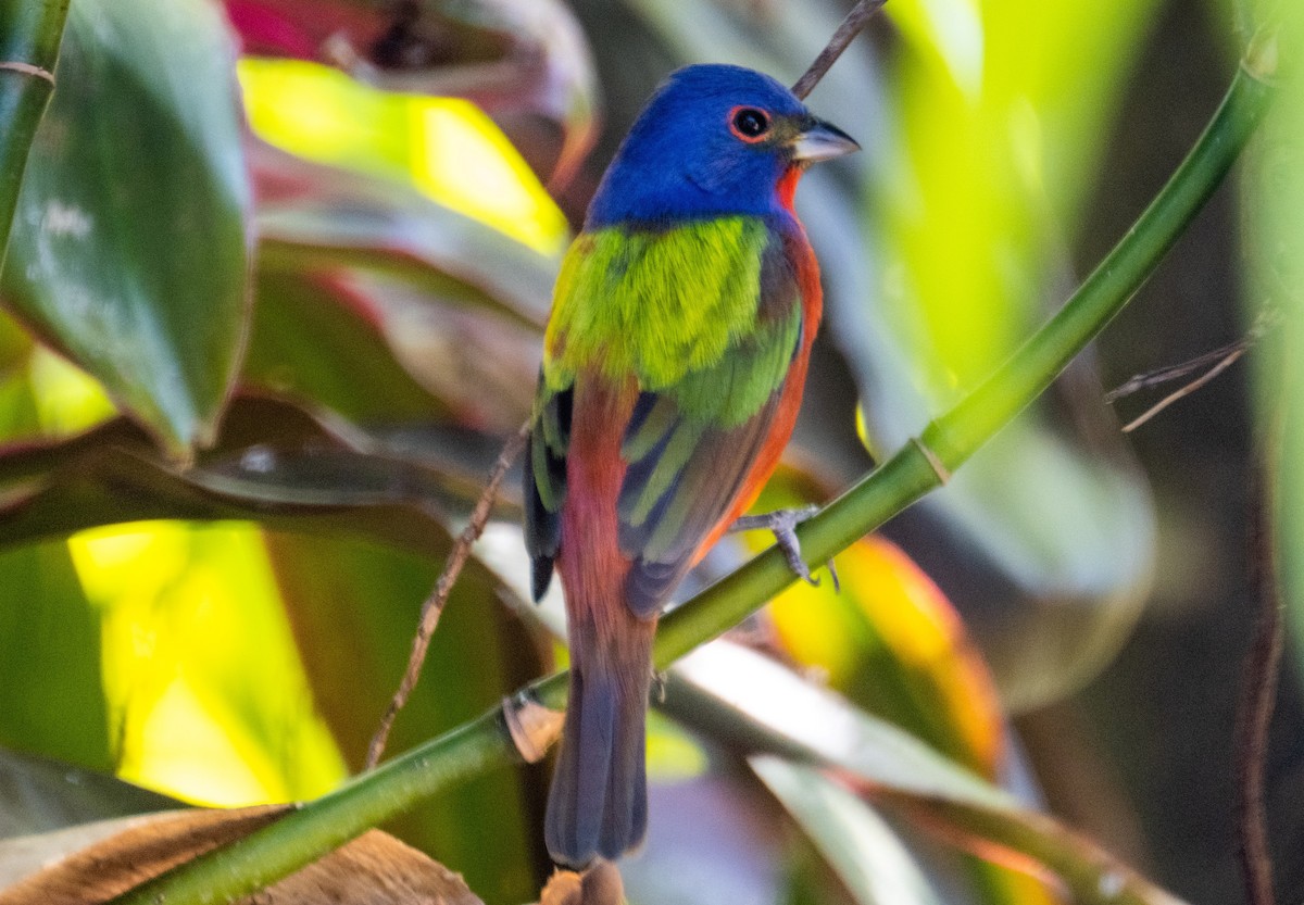 Painted Bunting - ML617852593