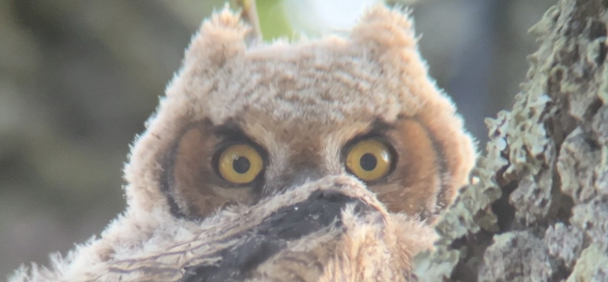 Great Horned Owl - Mark McShane