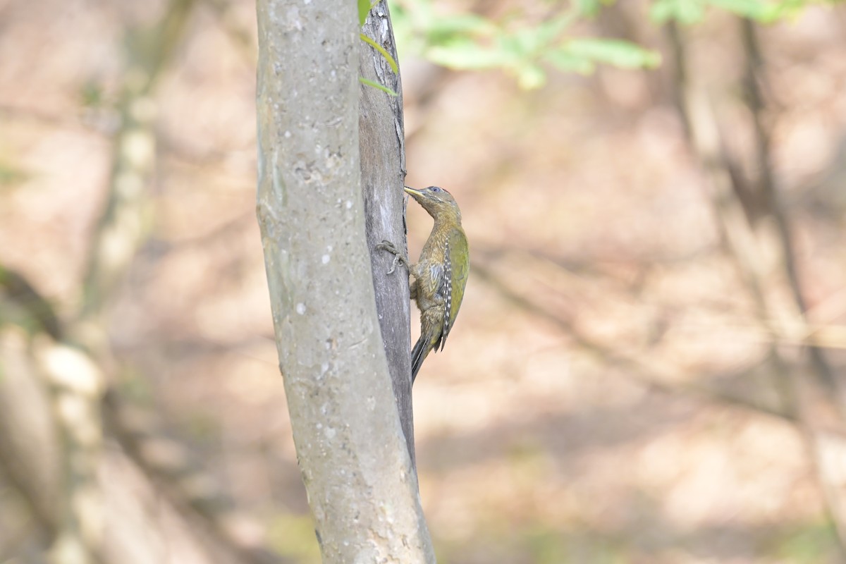 Streak-throated Woodpecker - Mahender Alpula