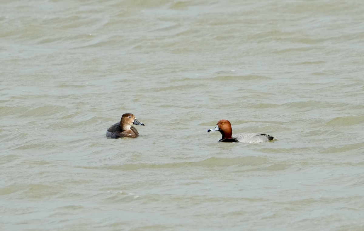 eBird Checklist 23 Apr 2024 BaieduFebvre (station d'épuration