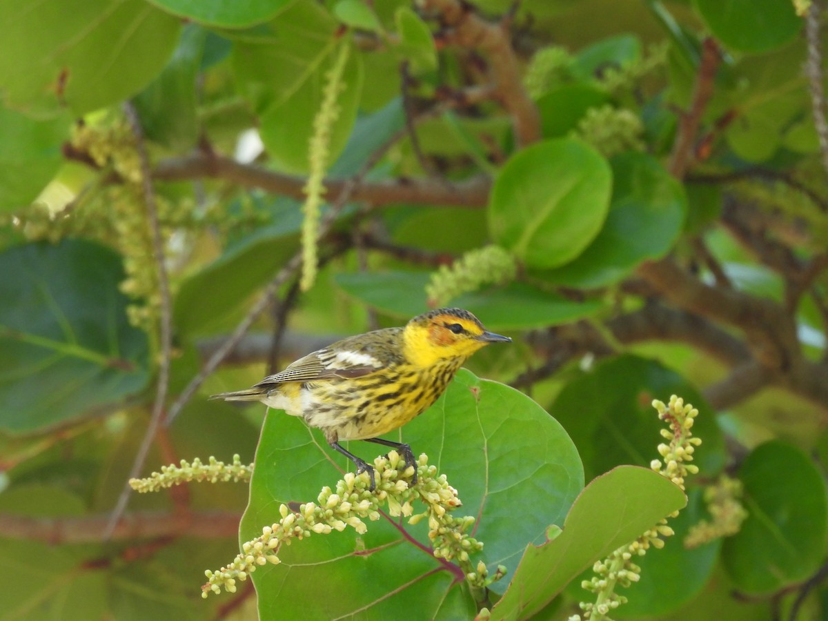 Cape May Warbler - ML617852603