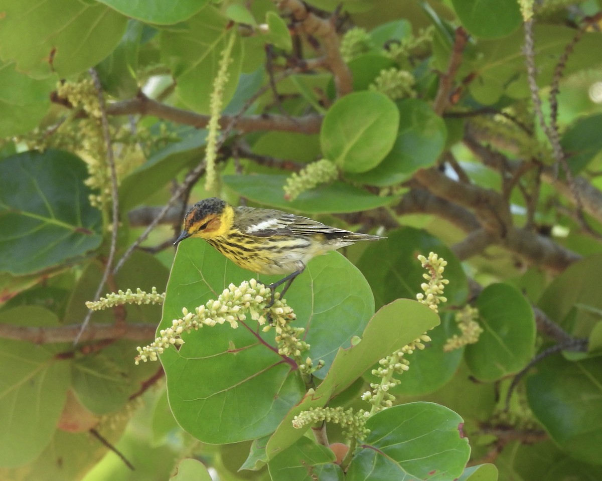 Cape May Warbler - ML617852604