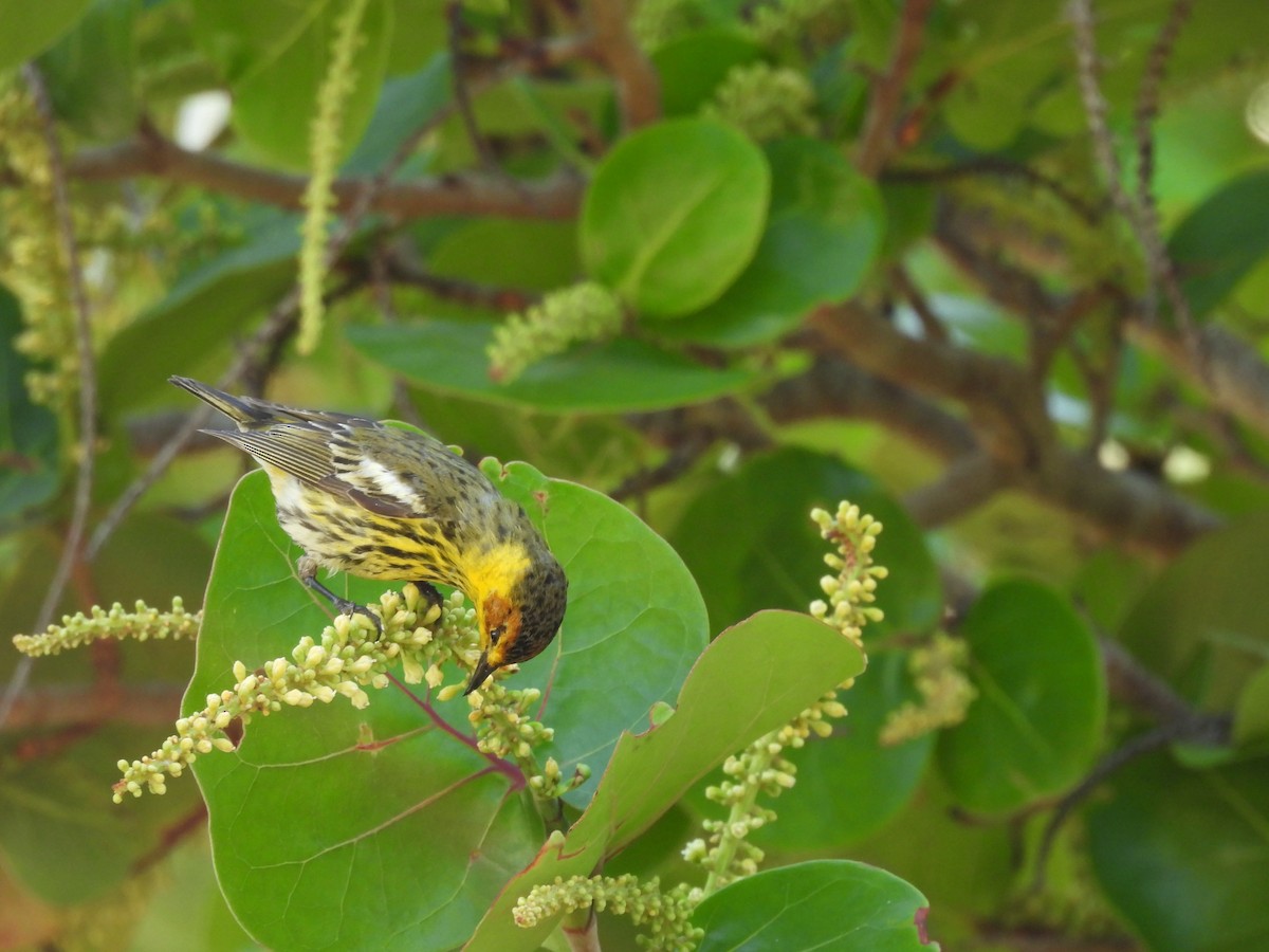 Cape May Warbler - Kathy Rigling