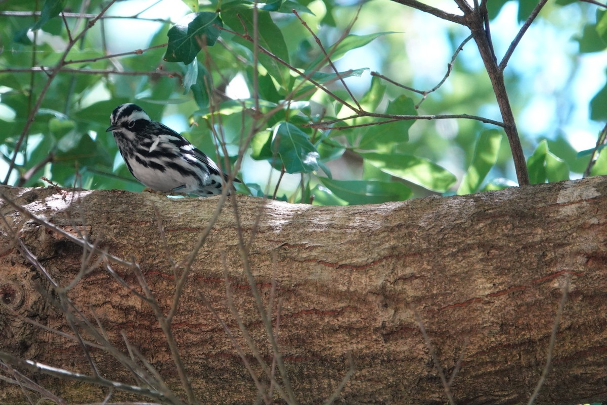 Black-and-white Warbler - ML617852632