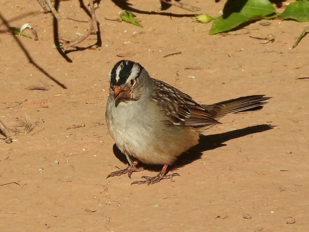 White-crowned Sparrow - ML617852700