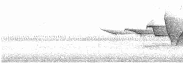 Swainson's Warbler - ML617852710