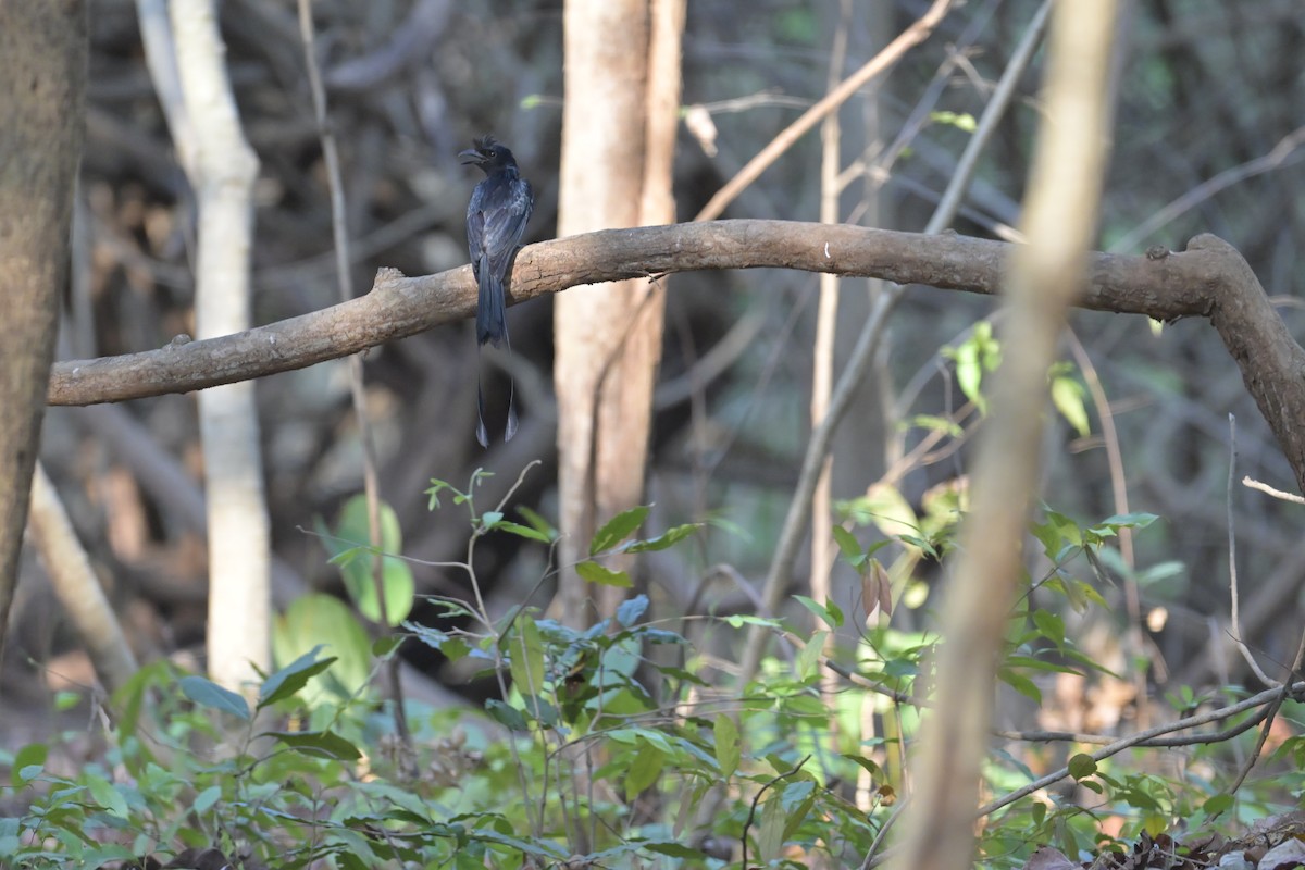 Greater Racket-tailed Drongo - ML617852714