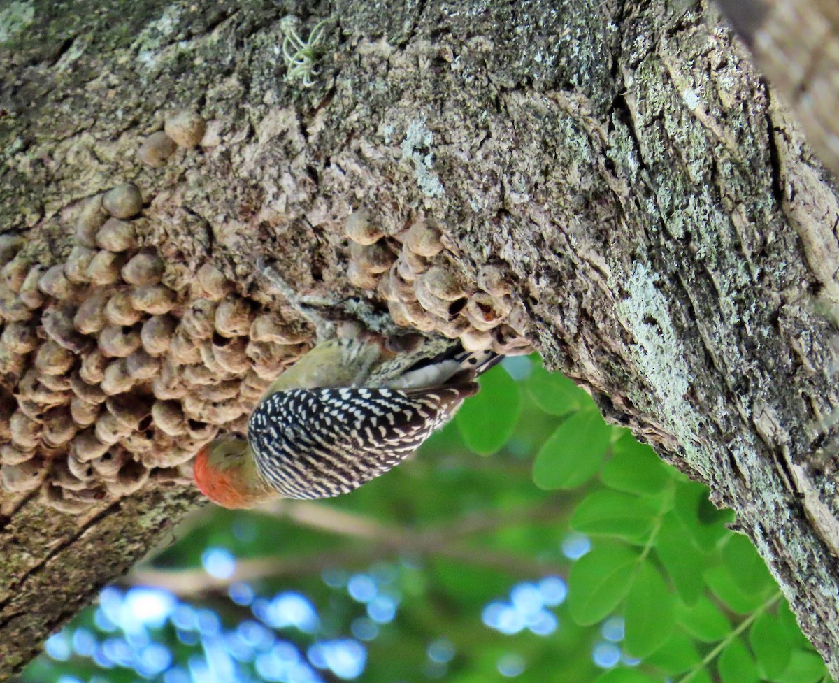 Red-crowned Woodpecker - ML617852811