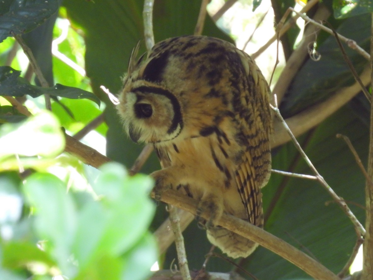 Striped Owl - Urs Geiser