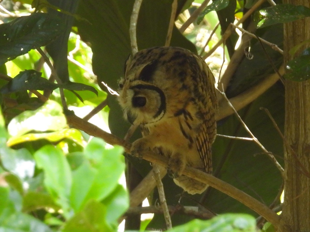 Striped Owl - ML617852873