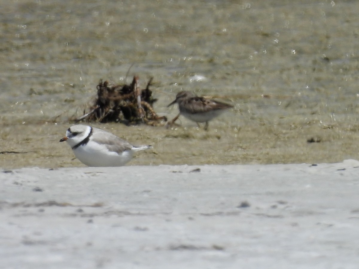Piping Plover - ML617852889