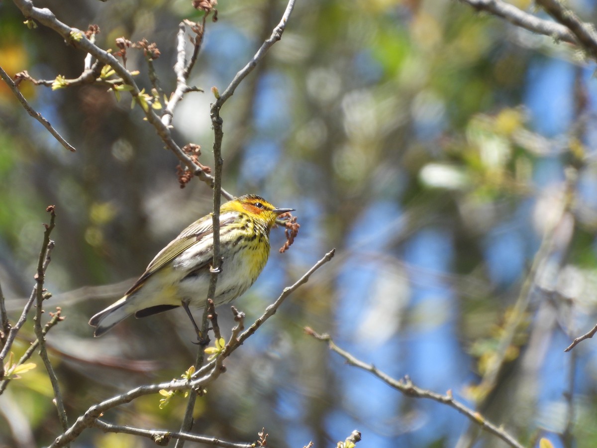 Cape May Warbler - ML617852977