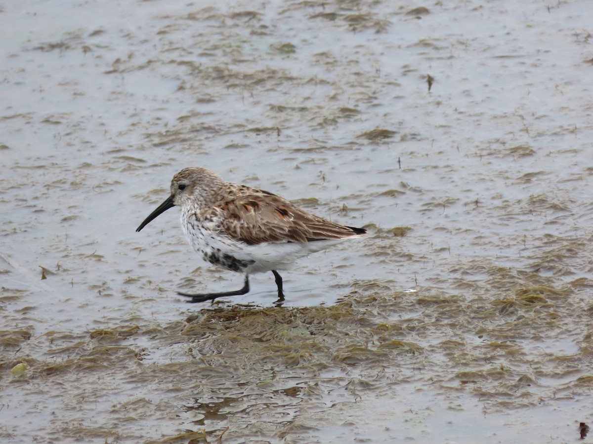 Dunlin - Patricia Lalonde