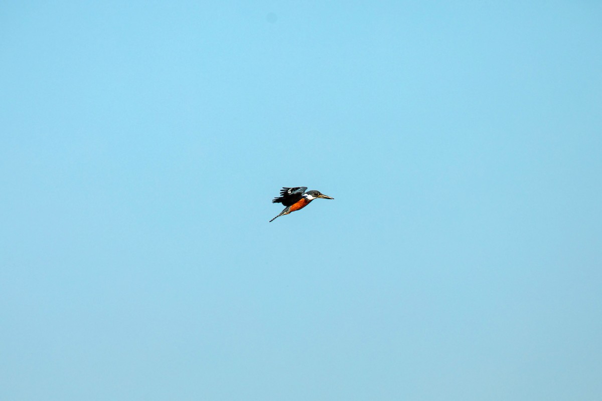 Красногрудый зимородок - ML617853182