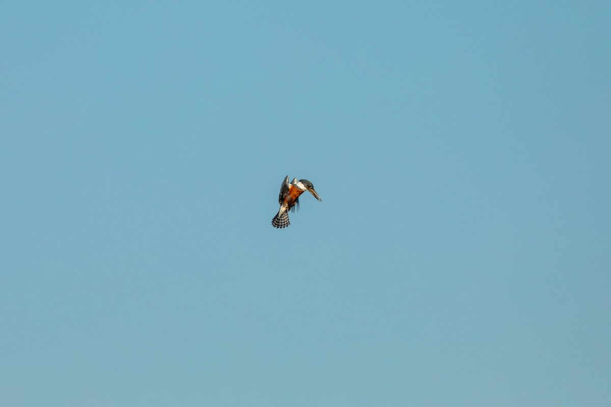 Красногрудый зимородок - ML617853187