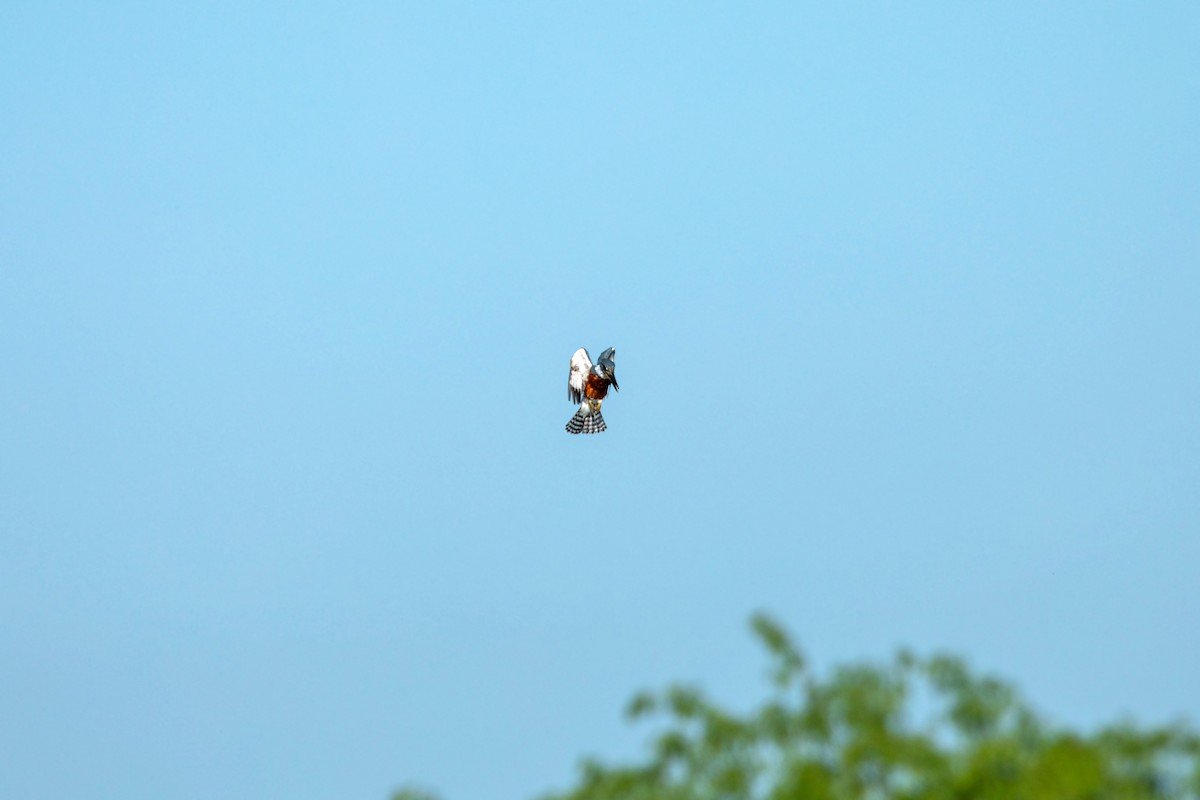 Красногрудый зимородок - ML617853211