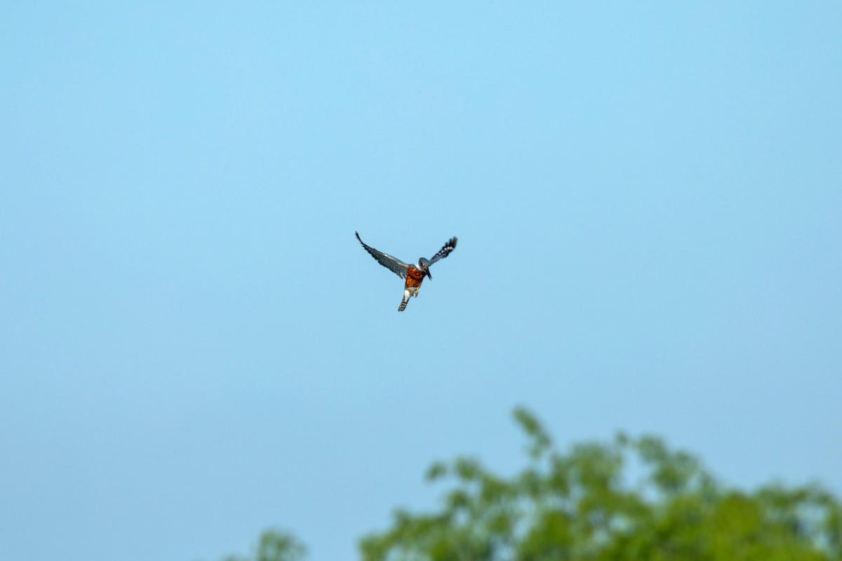 Красногрудый зимородок - ML617853212