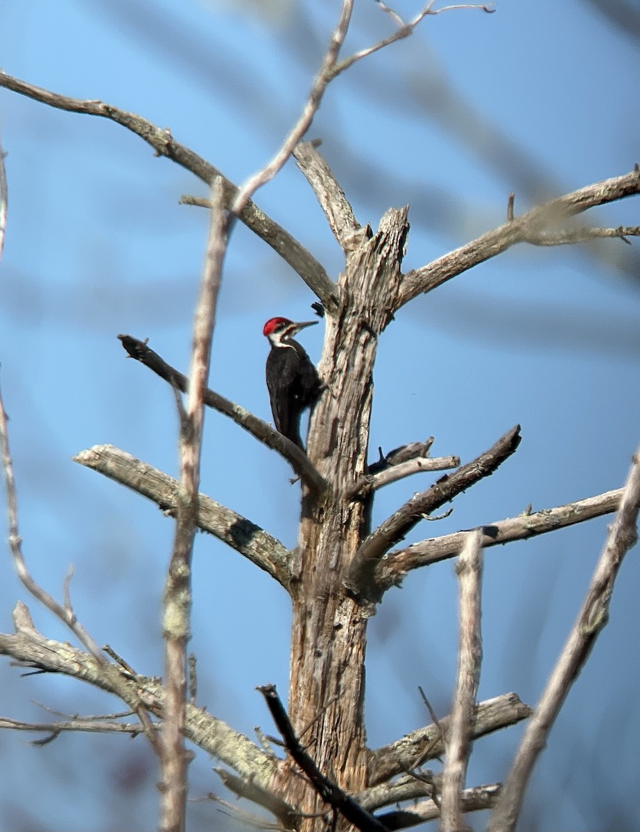 Pileated Woodpecker - Rick Heil