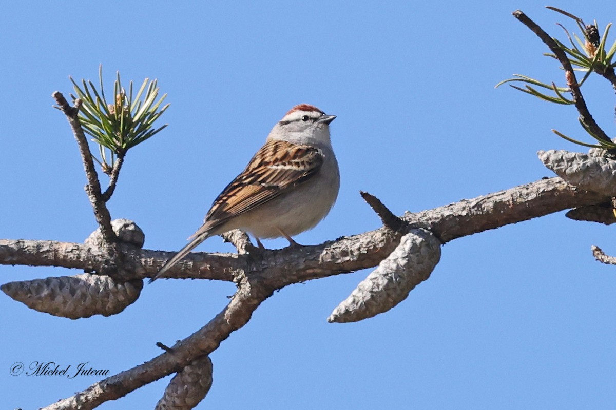 Chipping Sparrow - ML617853321