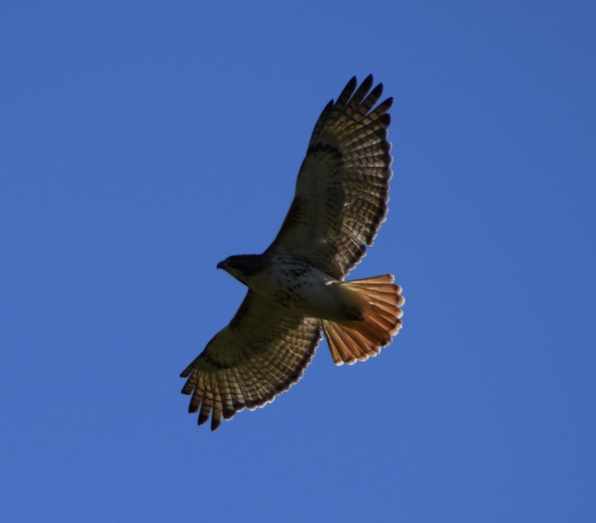 Red-tailed Hawk - ML617853413