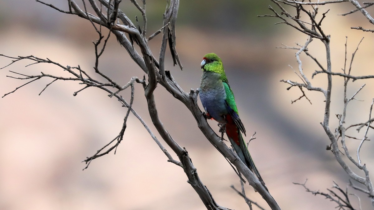 Red-capped Parrot - ML617853419