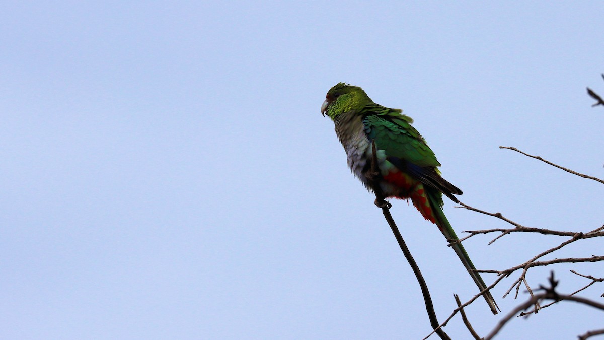 Red-capped Parrot - ML617853420