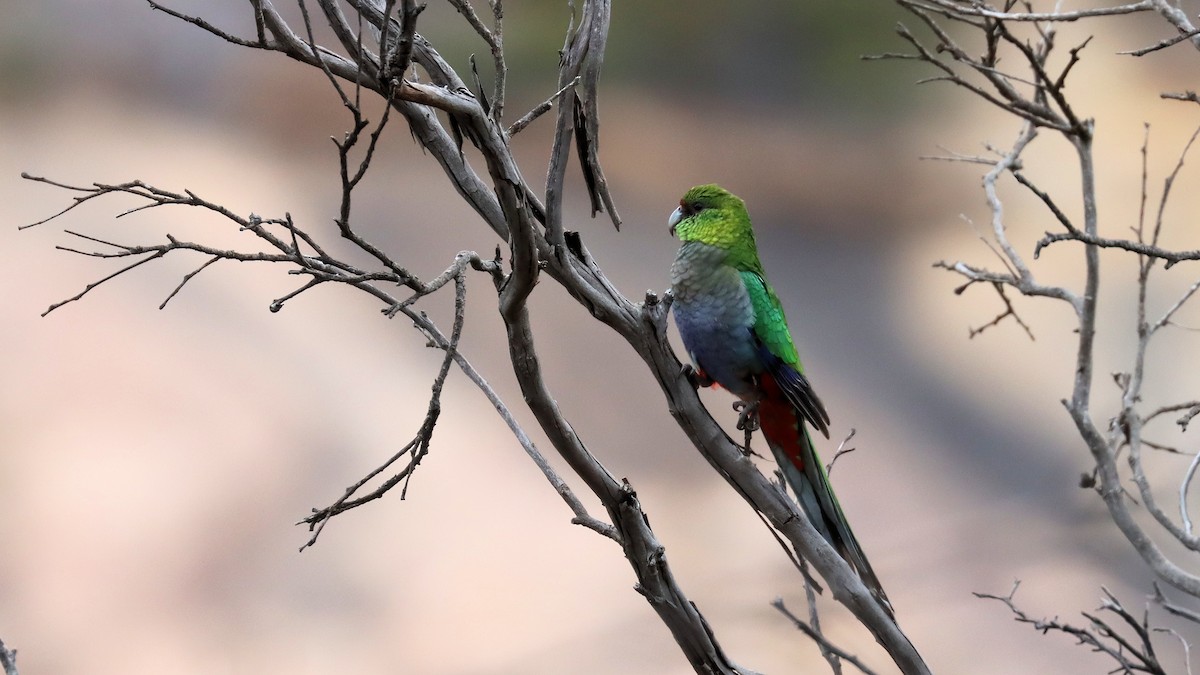 Red-capped Parrot - ML617853421