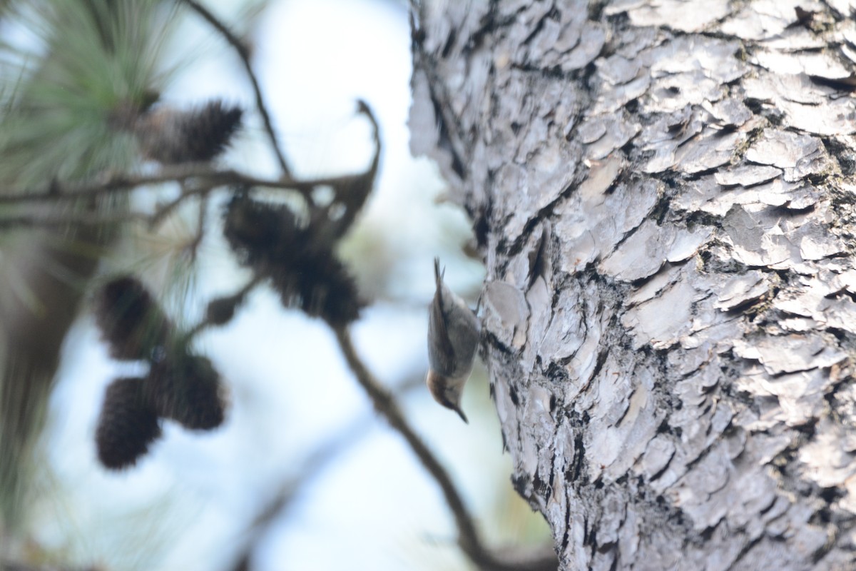 Brown-headed Nuthatch - ML617853476