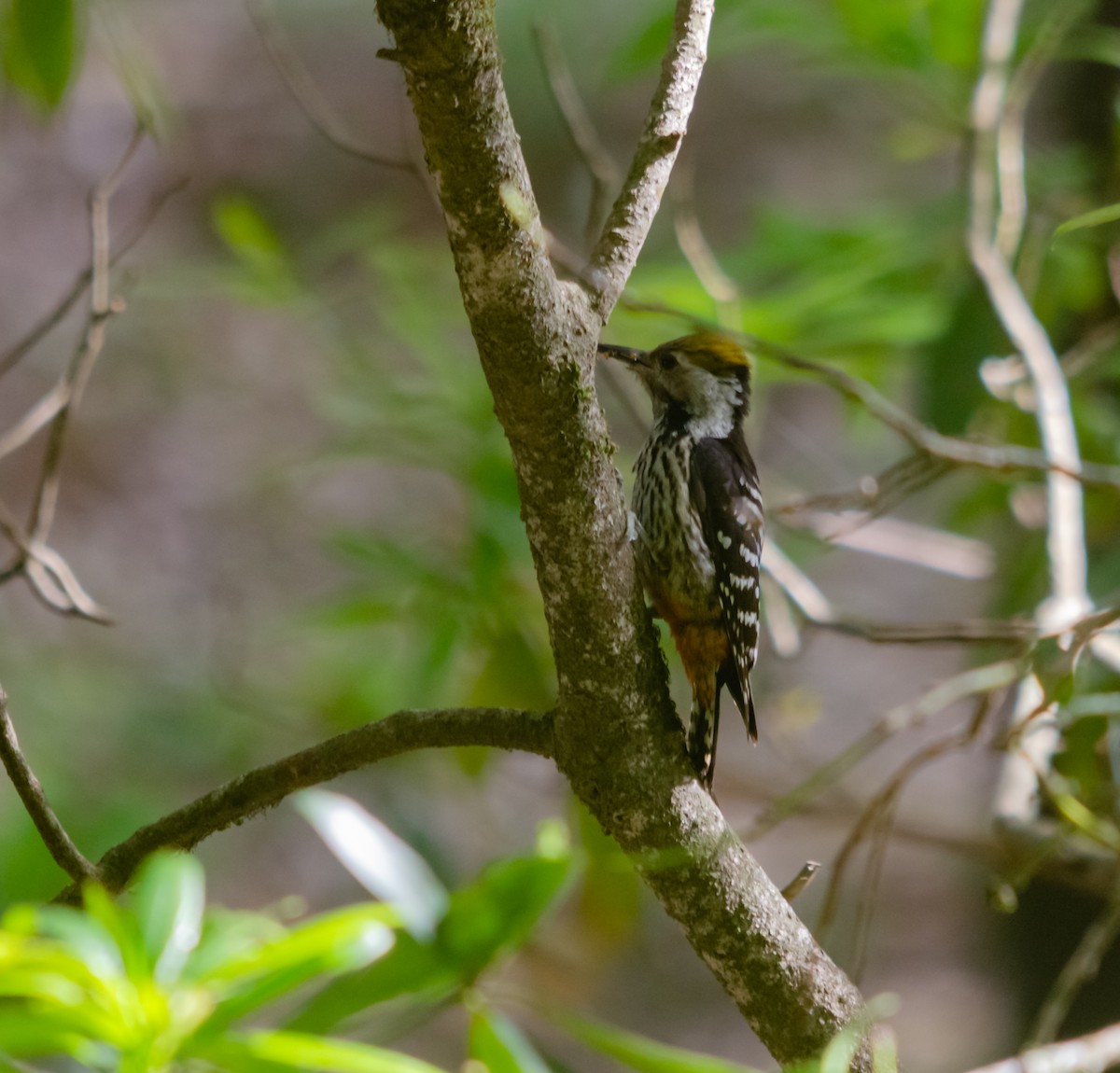 Brown-fronted Woodpecker - Arun Raghuraman