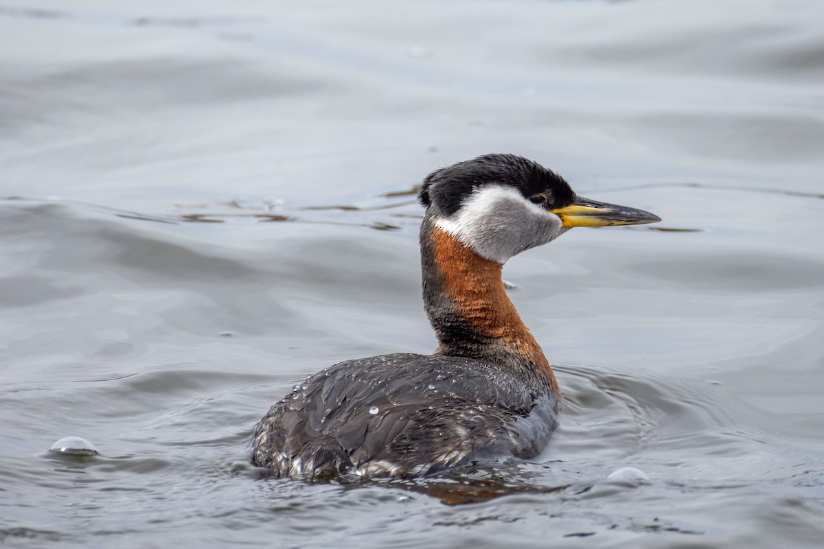 Red-necked Grebe - ML617853498