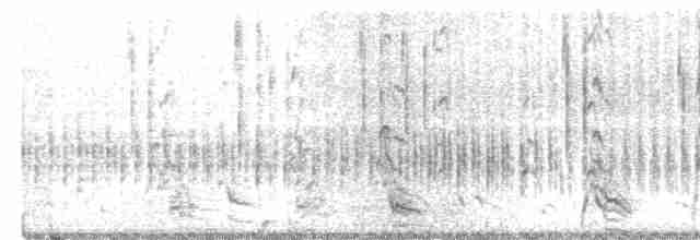Sharp-tailed Grouse - ML617853504