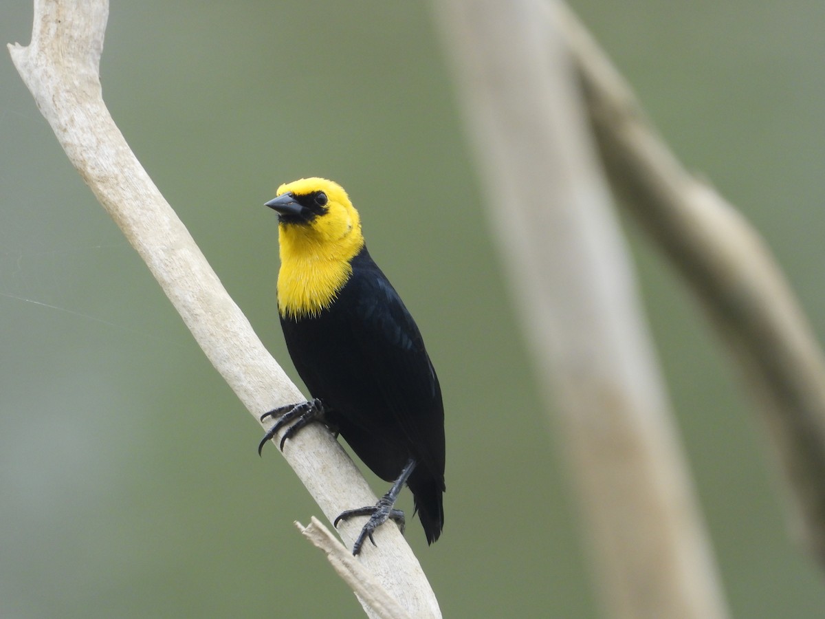 Yellow-hooded Blackbird - ML617853523