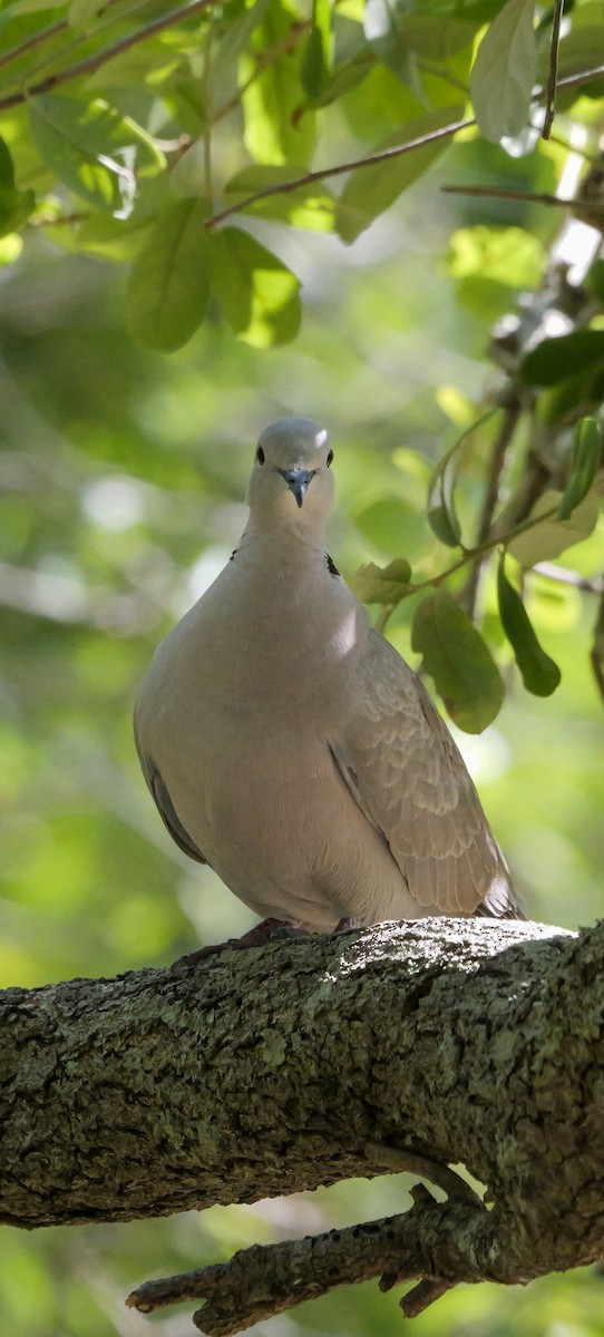 Eurasian Collared-Dove - Roger Horn