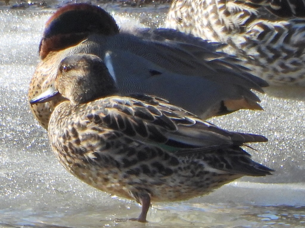 Green-winged Teal - ML617853607