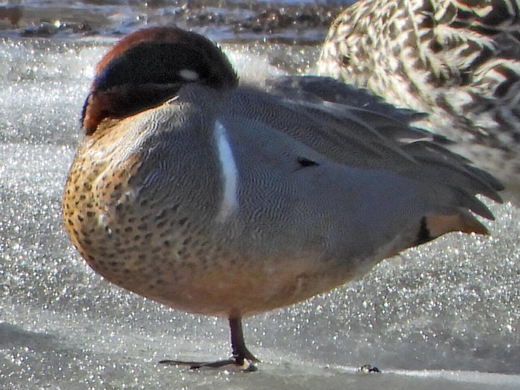 Green-winged Teal - ML617853608
