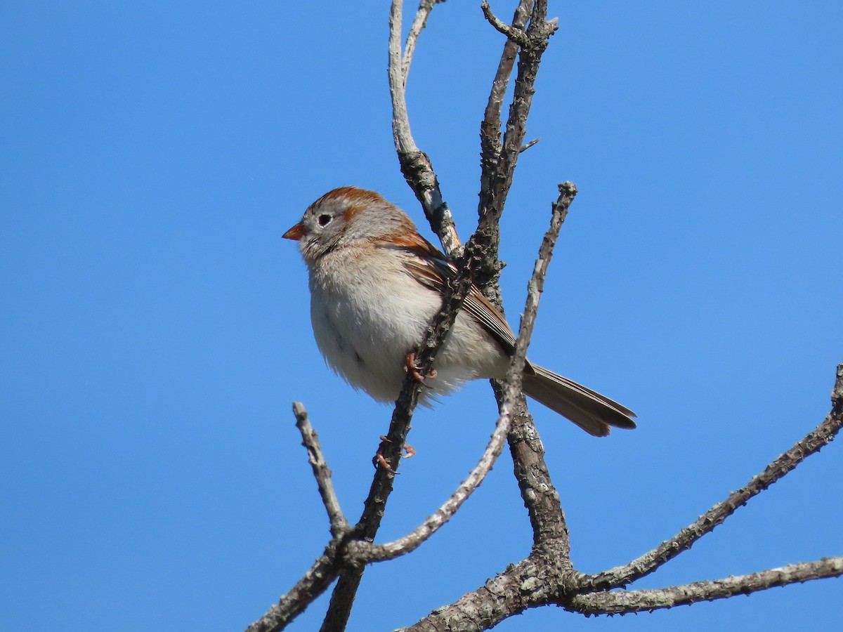 Field Sparrow - ML617853650