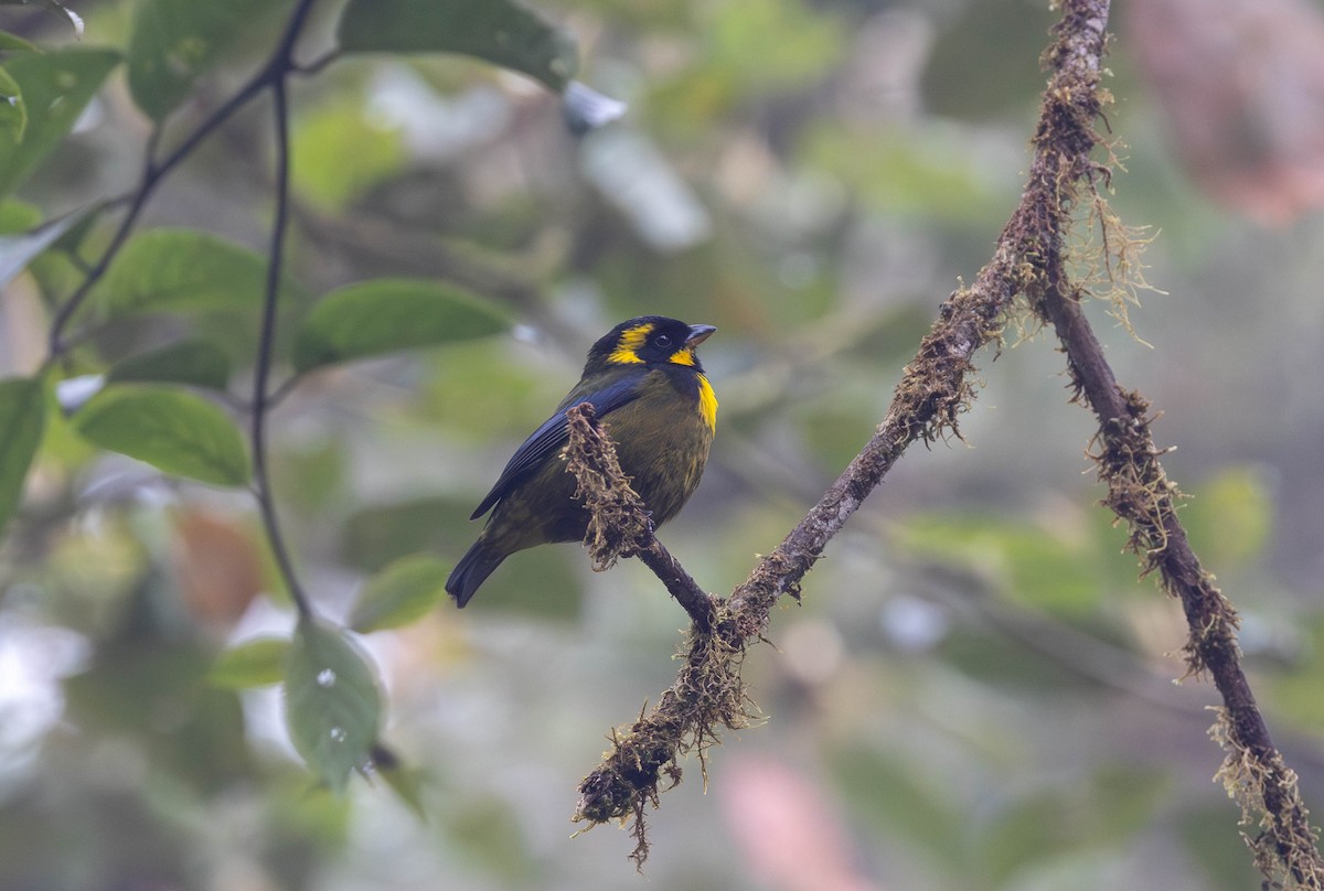 Gold-ringed Tanager - ML617853700