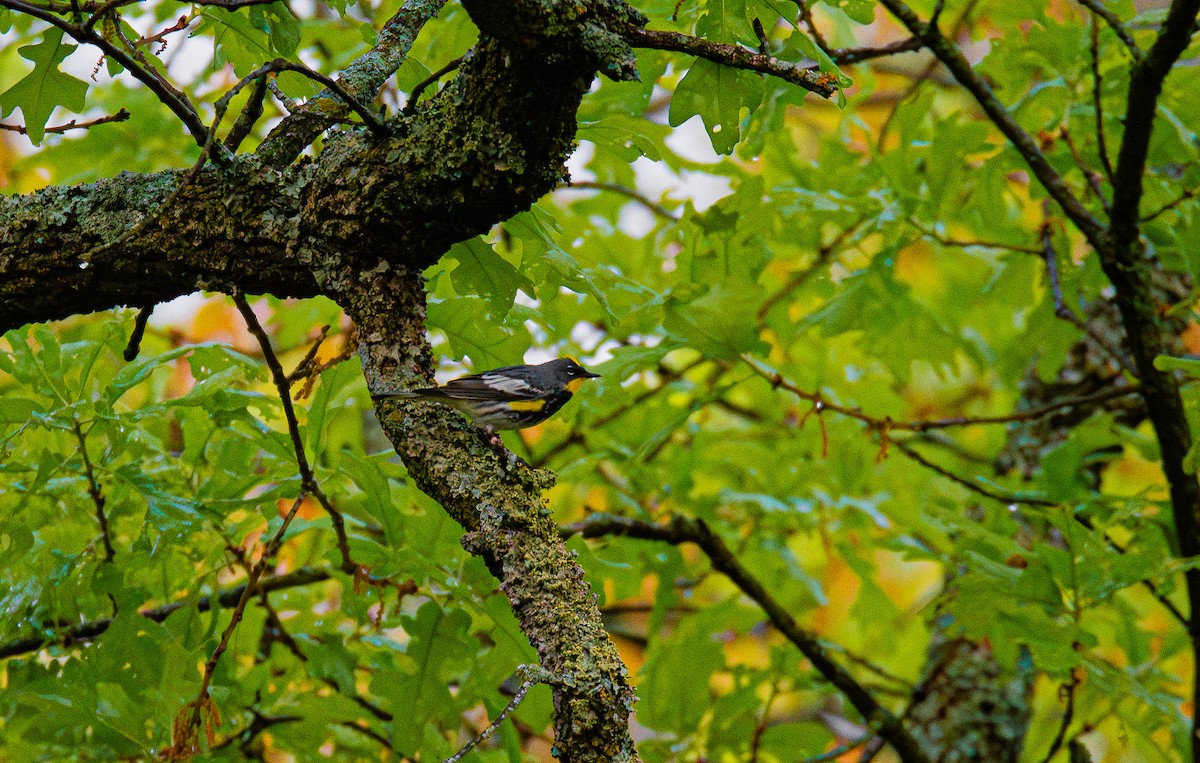 Yellow-rumped Warbler (Audubon's) - ML617853774