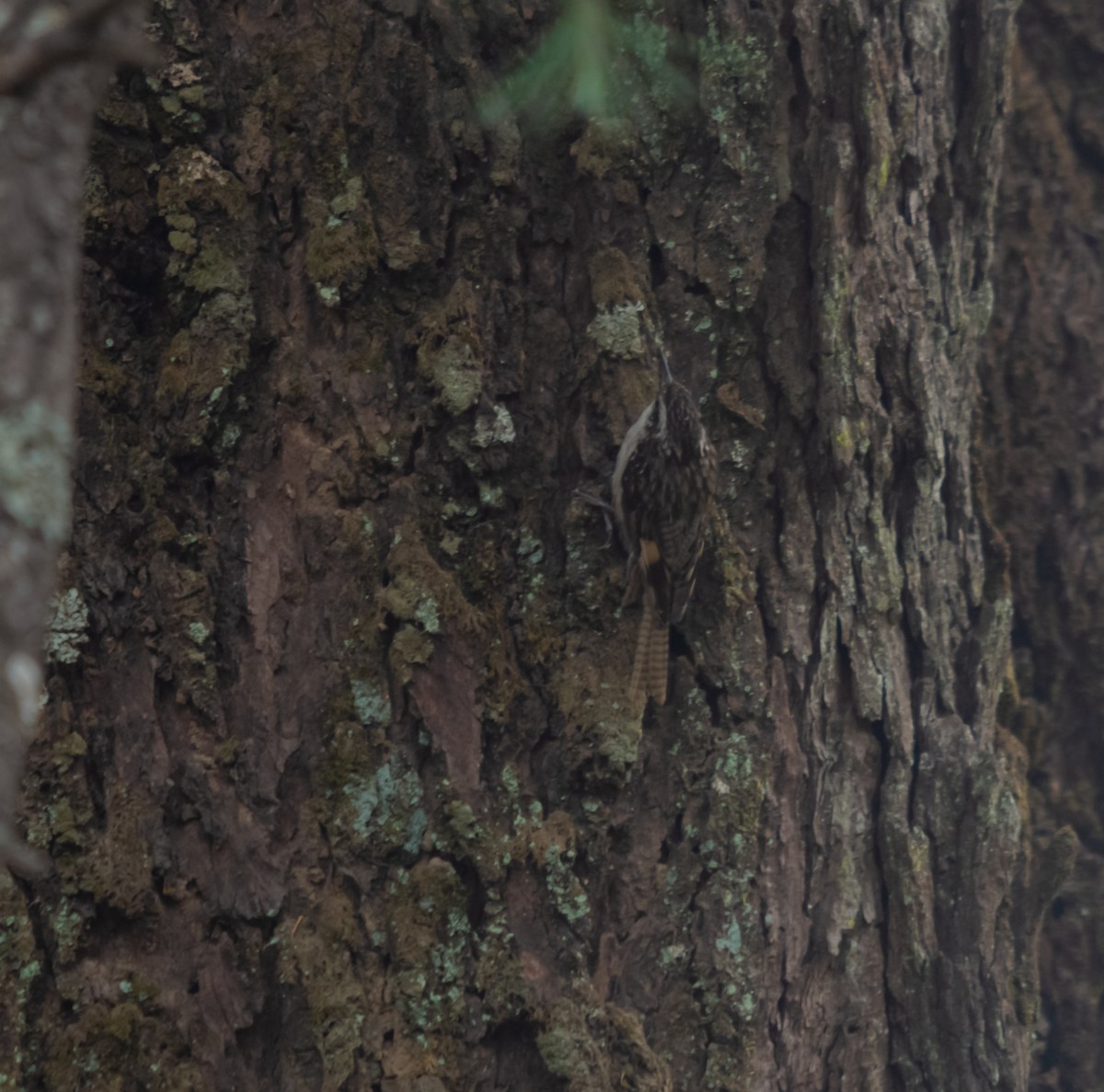 Bar-tailed Treecreeper - Arun Raghuraman