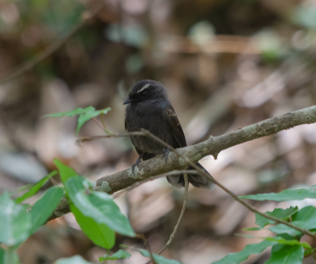 White-throated Fantail - ML617853808