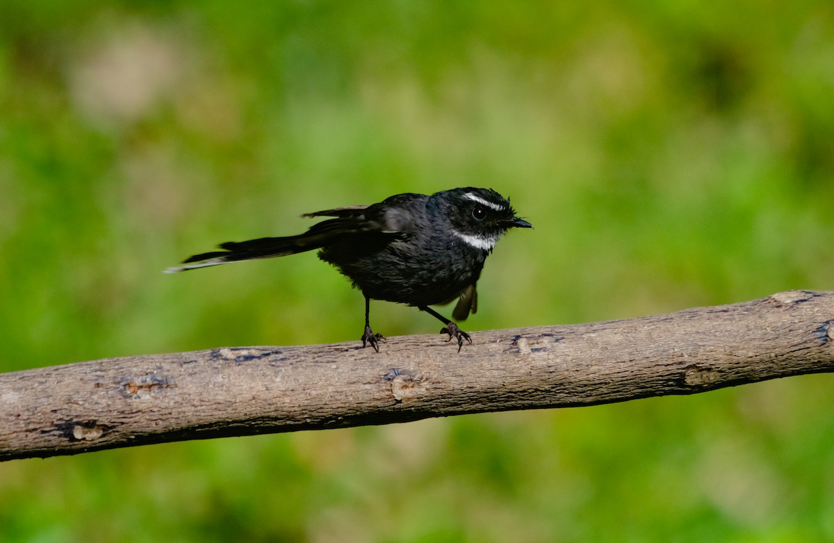 White-throated Fantail - ML617853809