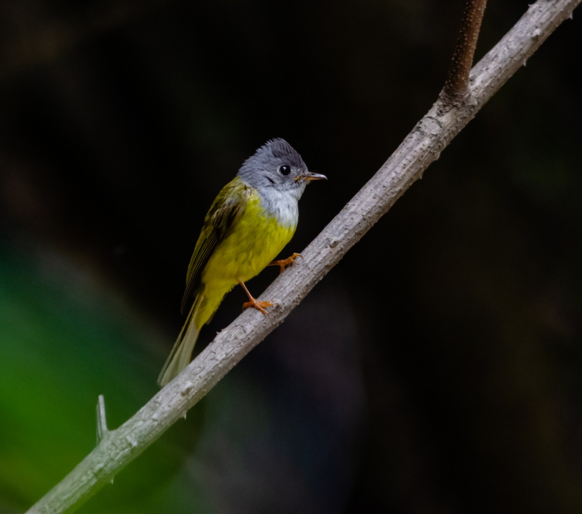 Gray-headed Canary-Flycatcher - ML617853830