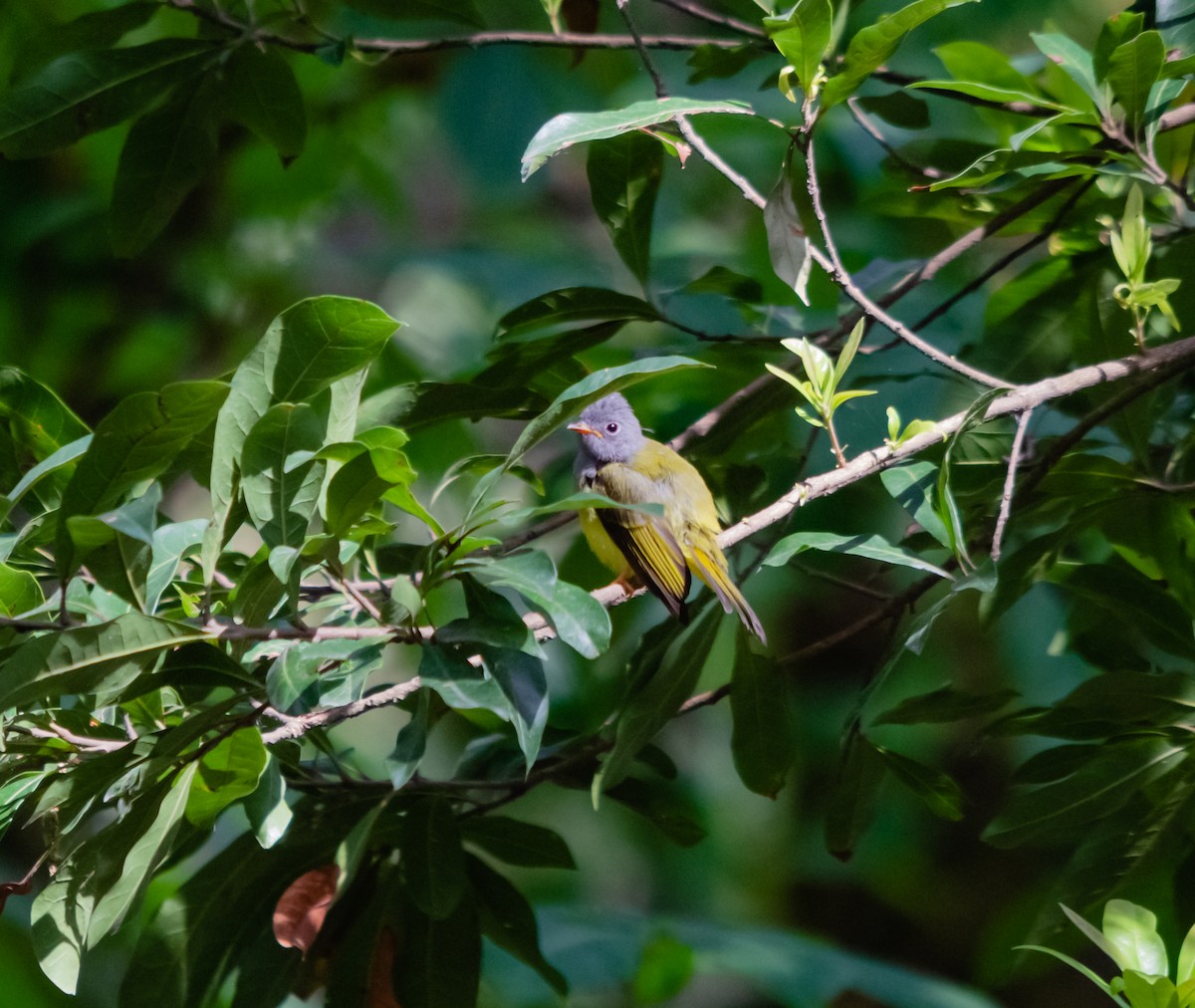 Gray-headed Canary-Flycatcher - Arun Raghuraman