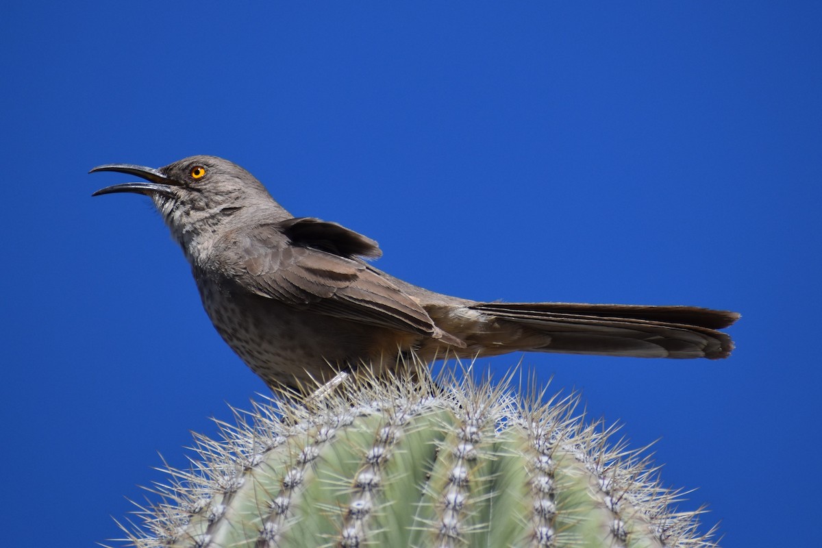kaktusspottefugl (palmeri gr.) - ML617853909